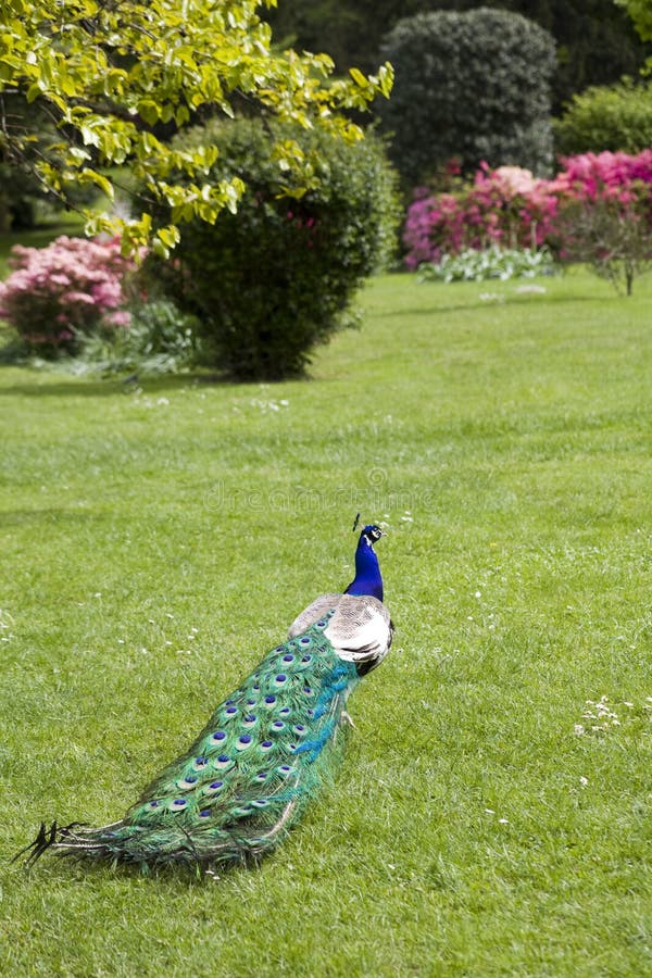 Beautiful peacock in a bloomy garden. Beautiful peacock in a bloomy garden