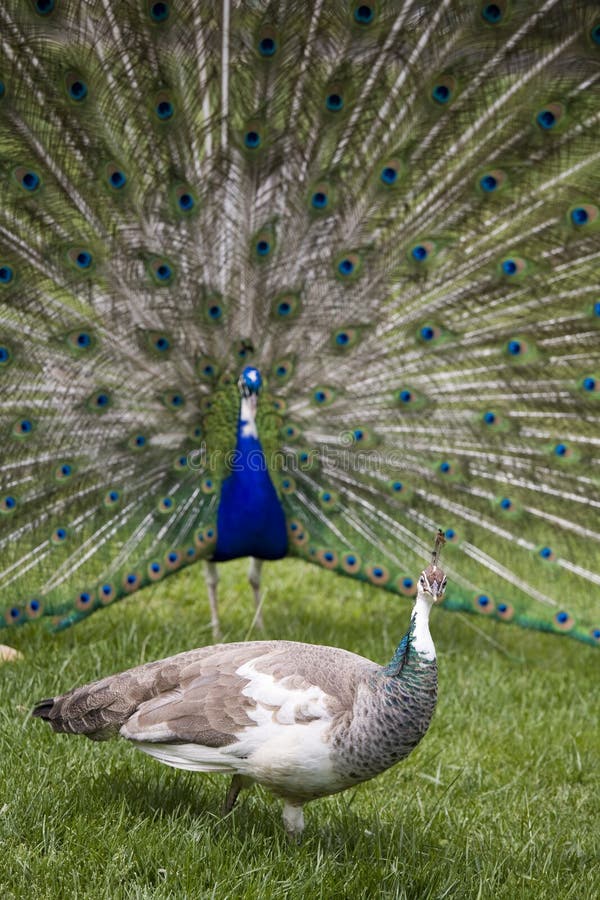 Beautiful peacocks in a garden. Beautiful peacocks in a garden