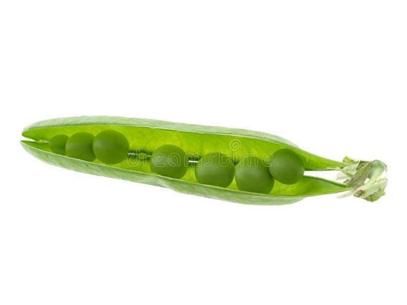 Peapod stock photo. Image of stalk, picked, open, peas 2681986