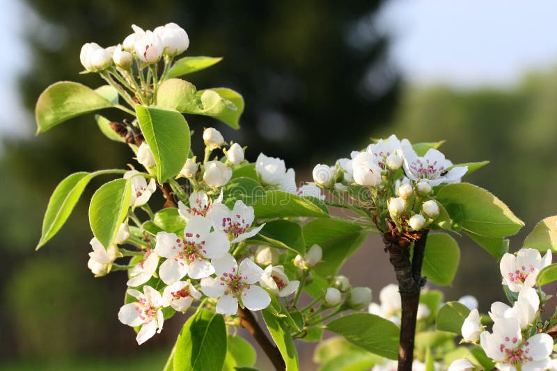 Pear blossom stock photo. Image of blossom, fresh, purity 124487140