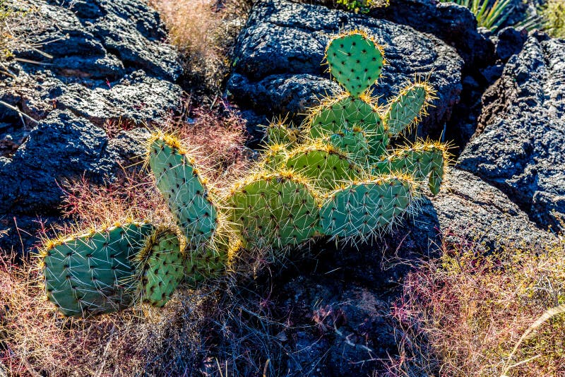 A Pear Cactus in the Valley of Fire Lava Field in New Mexico