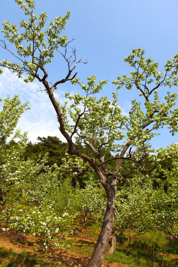 Pear in early spring stock photos