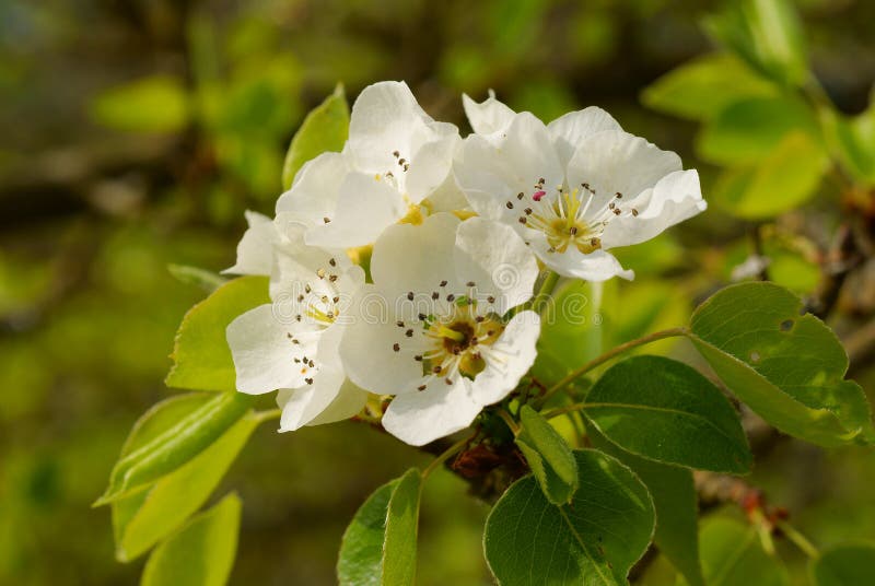 Flowering European wild pear tree white blossoms, spring season nature