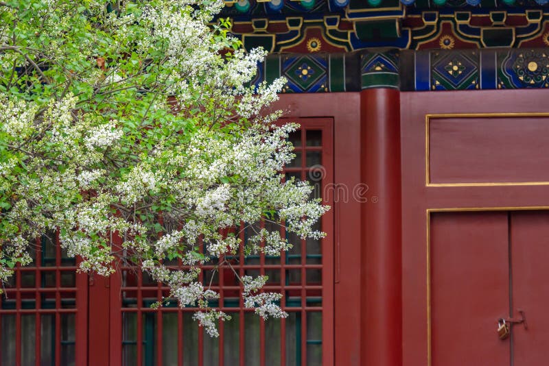 Pear flower blossoming in front of Asian traditional building locked door