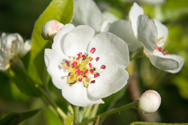 Red stamens Pear flower stock photo. Image of tree, fresh 171177868
