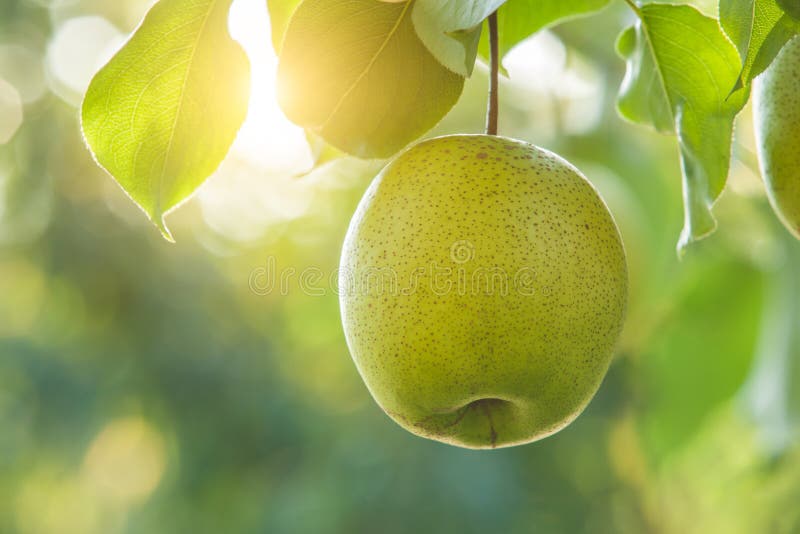 Pear fruit royalty free stock images Pear fruit royalty free stock images