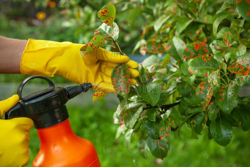 Pear leaves in red dot. Gardener sprinkles diseased tree leaves against the fungus