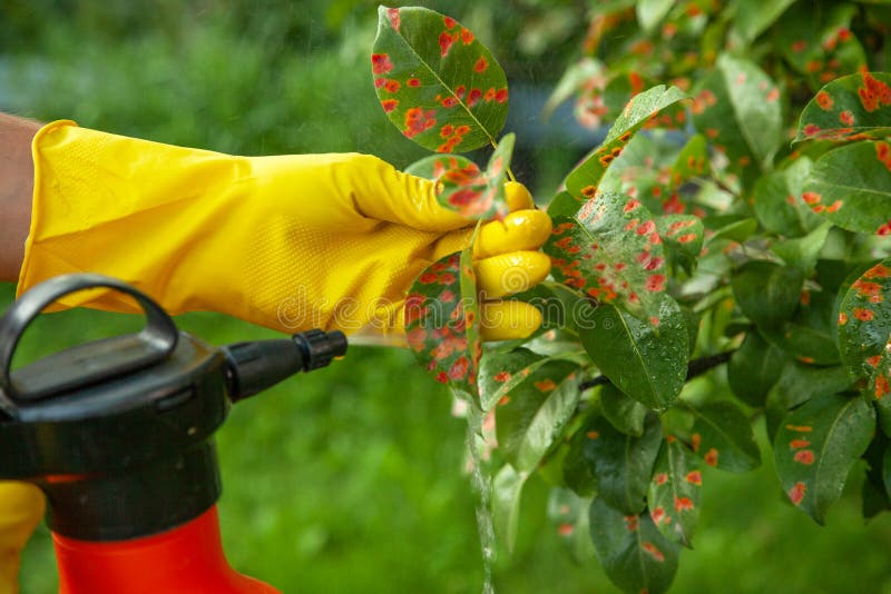 Pear leaves in red dot. Gardener sprinkles diseased tree leaves against the fungus and pests