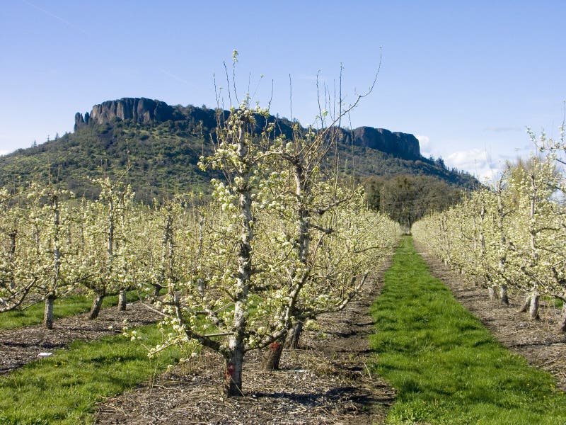 Pear Orchard in Bloom stock image. Image of rock, blooms 691077
