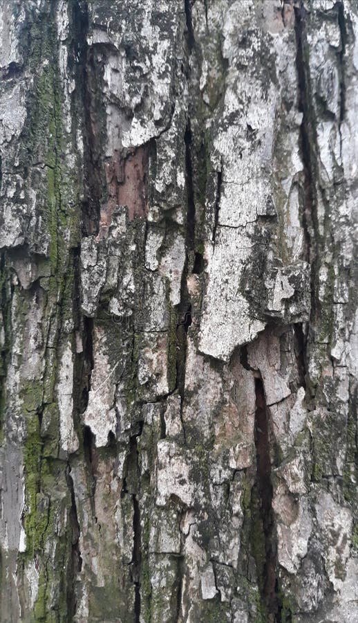 Pear tree bark stock image. Image of nature, bark, color - 11167761