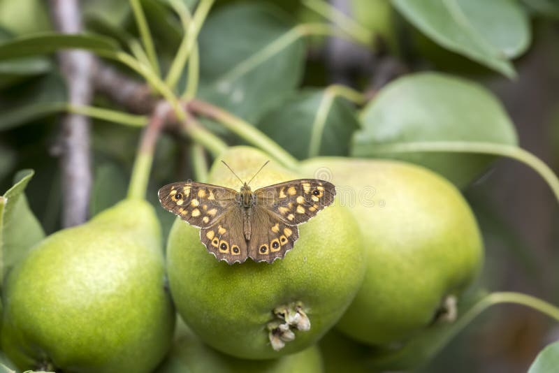 Pear Tree on the Butterfly in Nature Stock Photo Image of pear