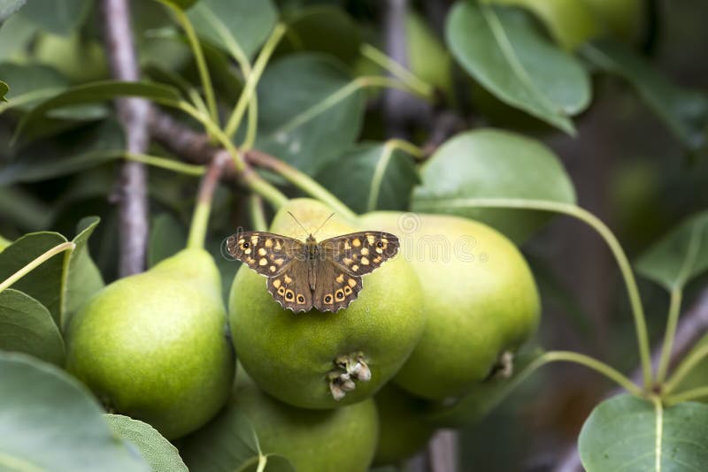 Pear Tree on the Butterfly in Nature Stock Image Image of tree