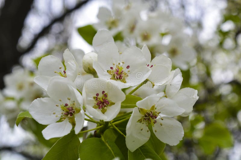 Pear tree flowers stock image. Image of white, pear, blossom 70794969