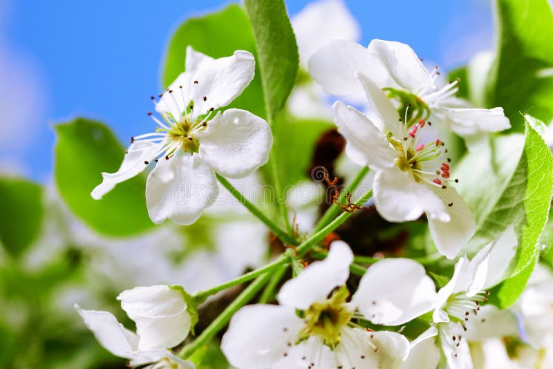 Love blooming pear