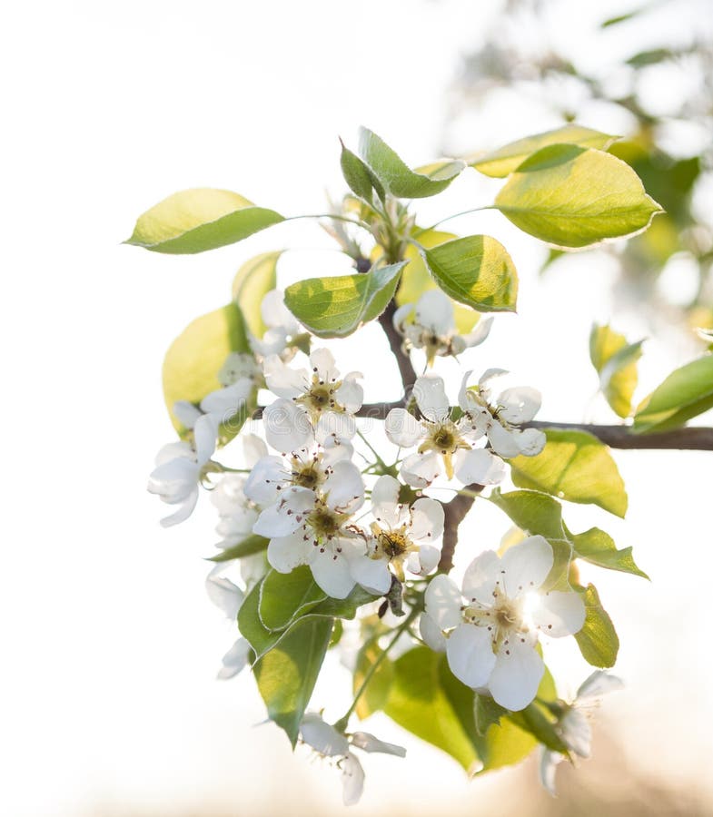 Pear tree flowers stock image. Image of close, outdoors 149331547