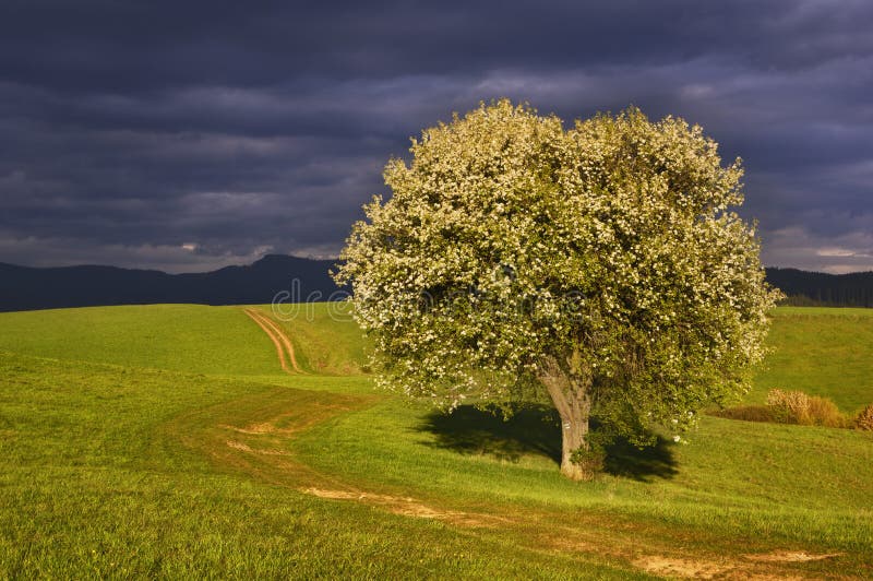 Pear tree and meadows