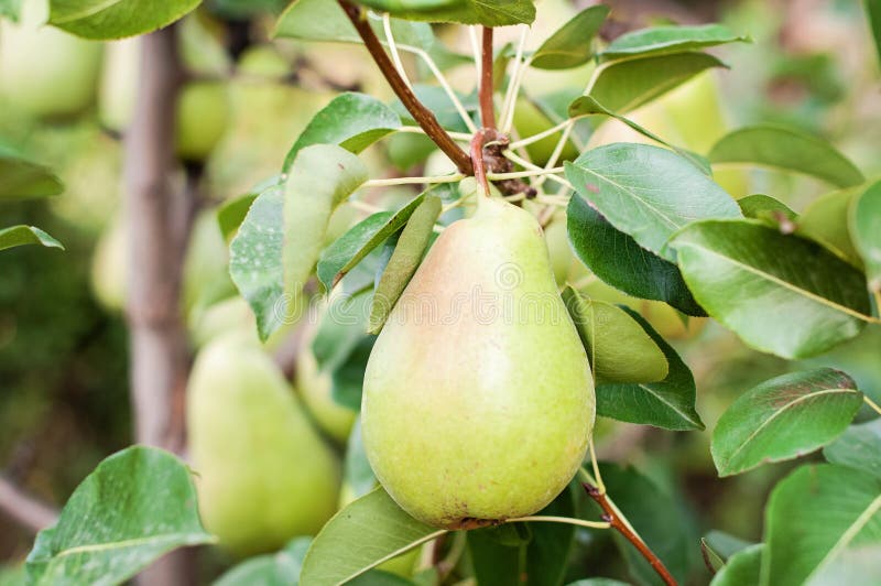 Pear on the tree