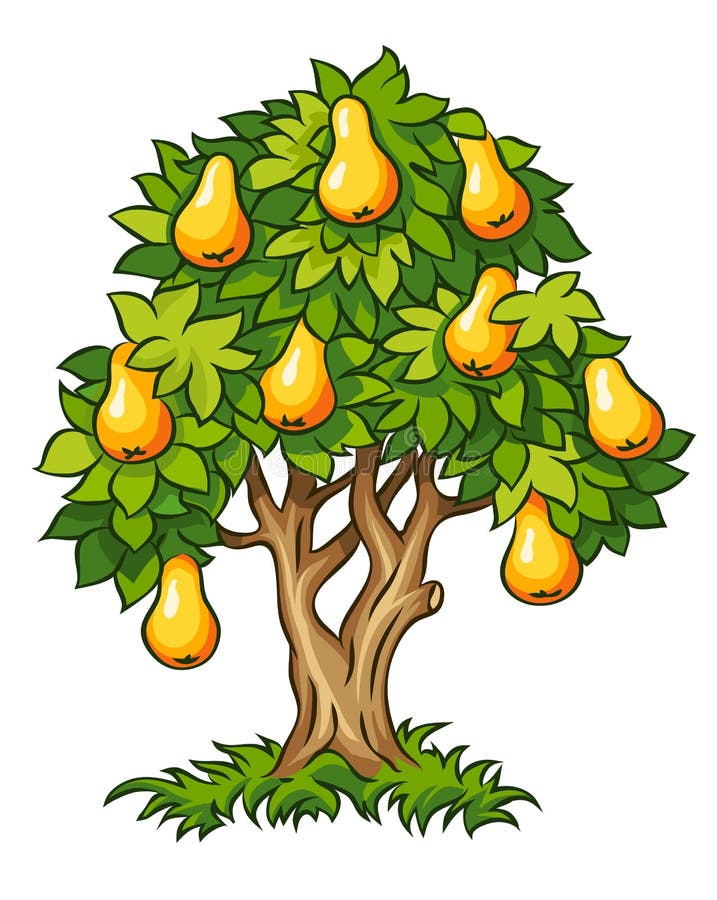 Pear tree with ripe fruits stock vector. Illustration of branch - 25919414