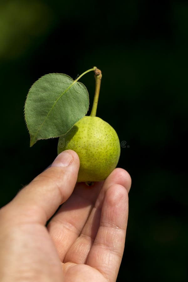 Pear on the white background royalty free stock images