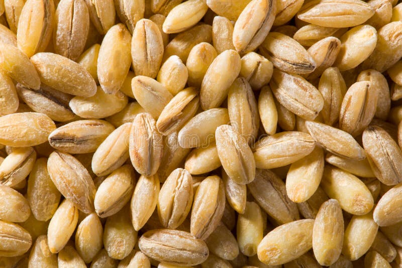 Pearl barley stock photos