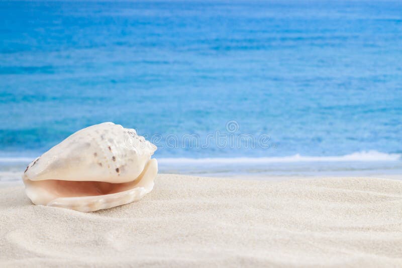 Pearl Color Shiny Spiral Seashell in the Corner of Sandy Tropical Beach  Surface and Sea or Ocean Waves on the Background Macro Stock Photo - Image  of macro, seascape: 196290968