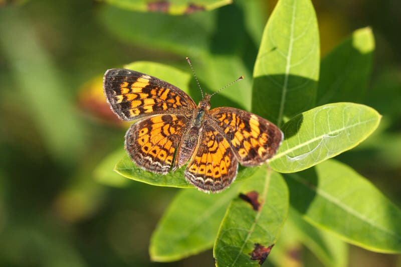 Pearl Crescent Butterfly on leaf warming in morning sun