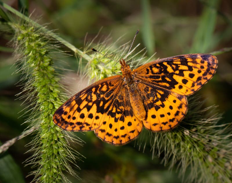 A pearl crescent butterfly on some plants in an eastern meadow royalty free stock photography