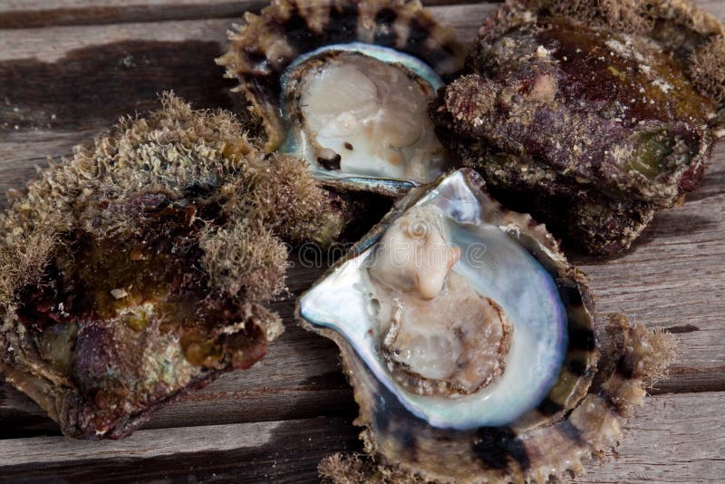 Pearl oyster stock image. Image of natural, persian, jewelery - 14329253