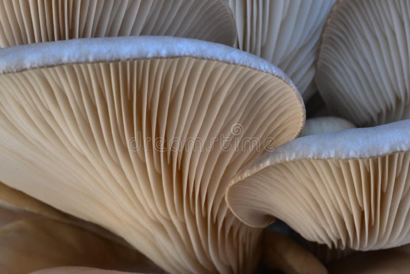 Vista ravvicinata di perla Ostriche funghi.