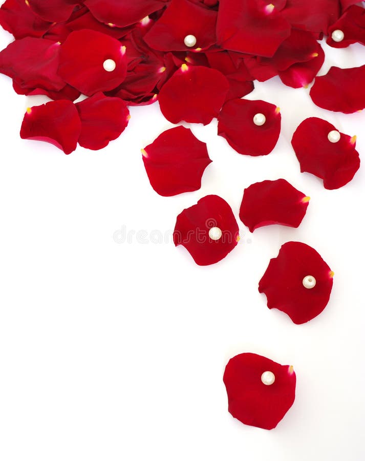 Pearl on a rose stock photo. Image of gift, fleur, botanical 12585174