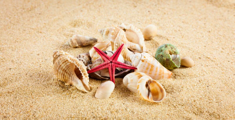 Pearl on the seashell . The exotic sea shell . Treasure from the