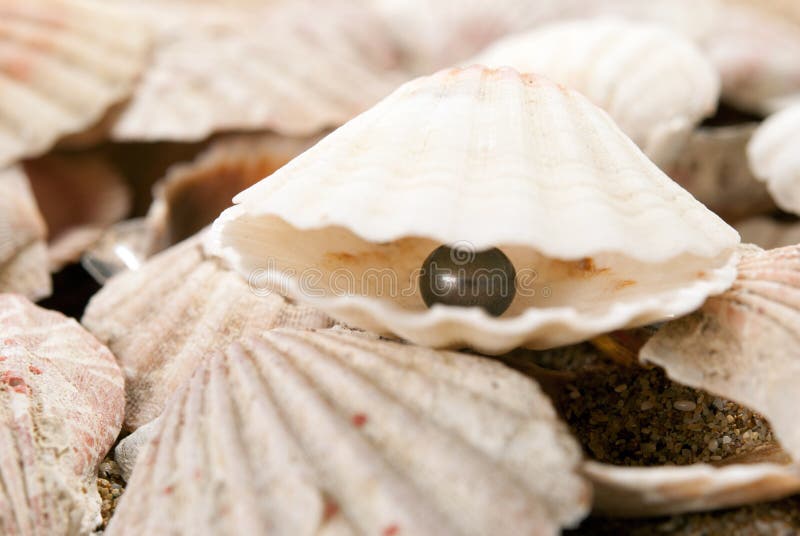 Pearl on the seashell stock photo. Image of locations 32501912