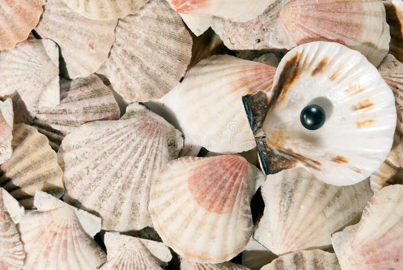 Pearl on the seashell stock photo. Image of perl, nature 32502054