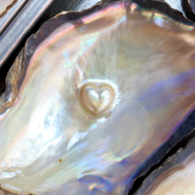 Many pearl shape heart in shell. Bivalve shell stock images, royalty-free photos and pictures