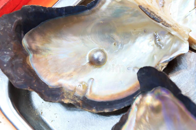 Many pearl shape heart in shell. Bivalve shell stock images, royalty-free photos and pictures