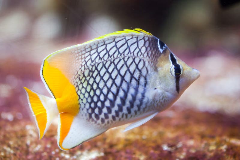 Pearlscale butterflyfish Chaetodon xanthurus, also known as the Philippines chevron butterflyfish. Pearlscale butterflyfish Chaetodon xanthurus, also known as the Philippines chevron butterflyfish.