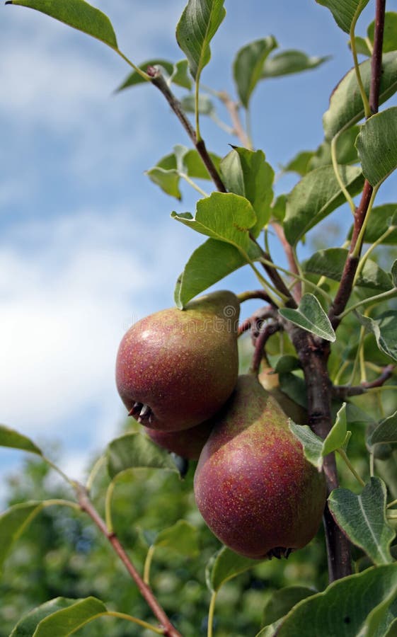 Pears