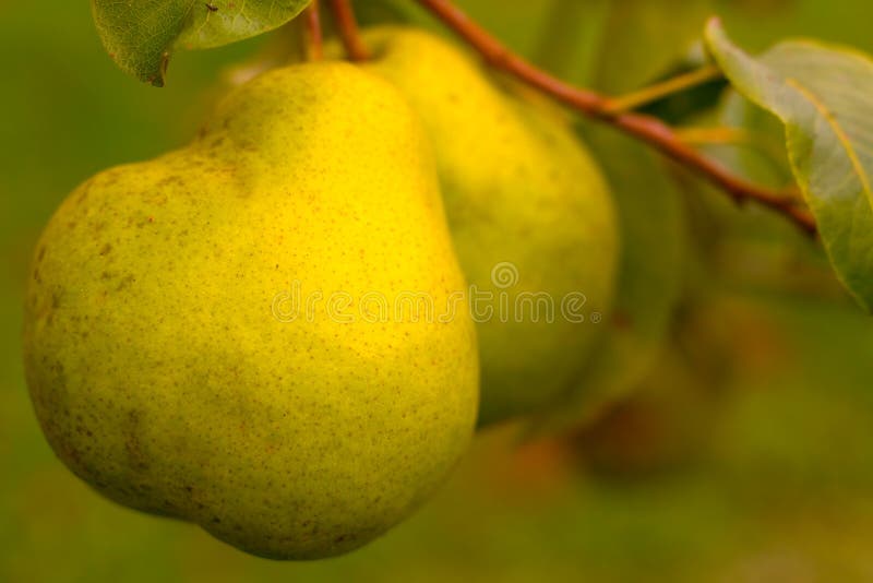 pears arkivbilder