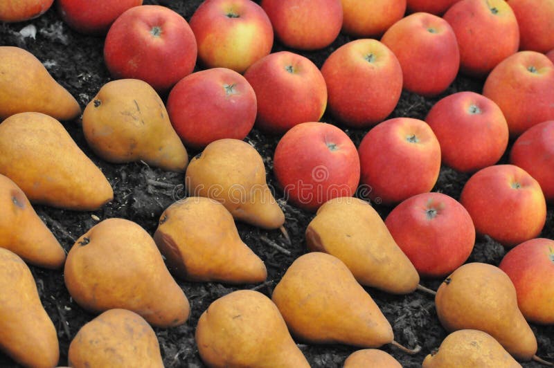 Pears and Apples stock image. Image of diet, seasonal 37914155