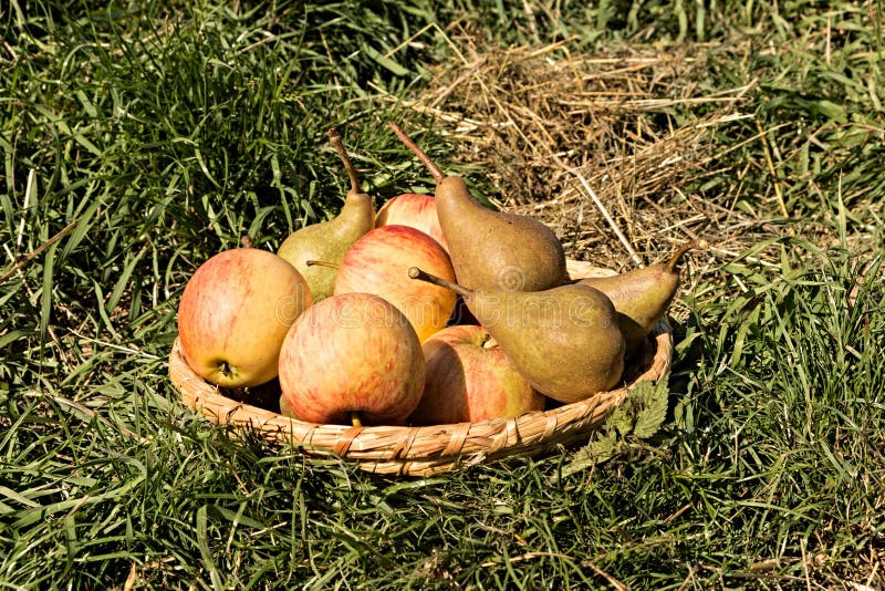 Zralý hrušky jablka ležící na z sláma v střední z podzim tráva.