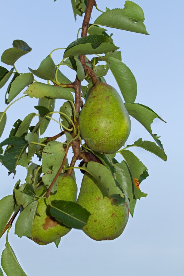 Pears growing in tree royalty free stock images