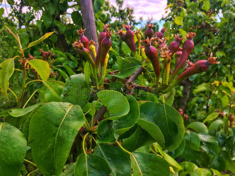Pears growing on the tree in an Richard in spring stock images