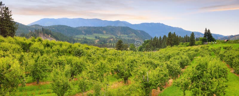 Pears plantation in Eastern Washington state