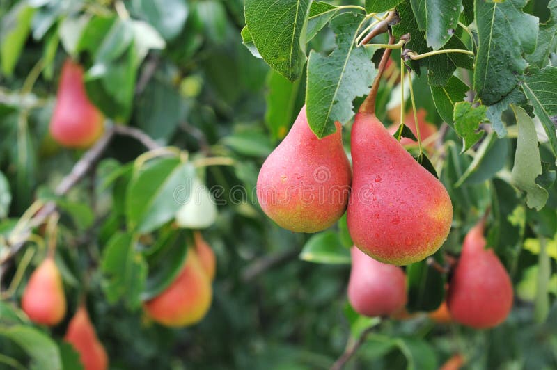 Pears on the tree