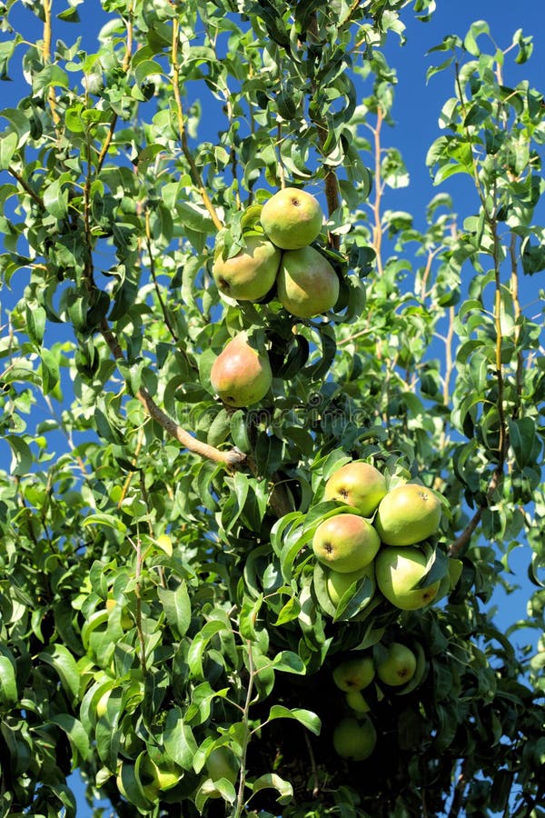 Bartlett Pears Growing on the Tree Stock Photo Image of delicious