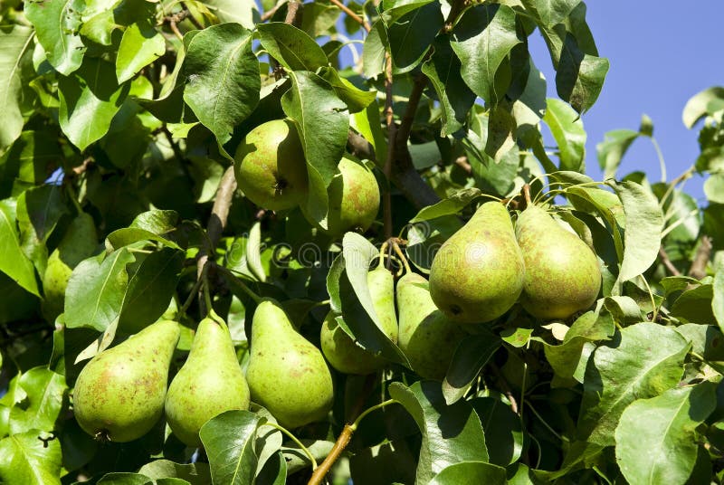 Pears on a tree branch closeup .