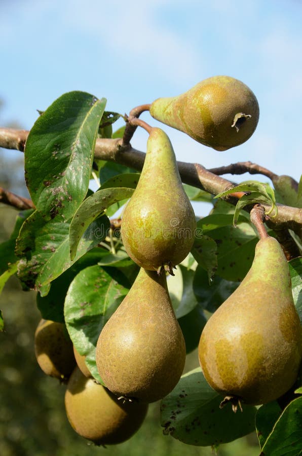 Comice Pear Tree