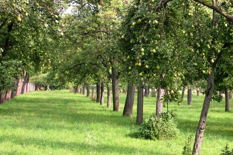 peartrees arkivfoton