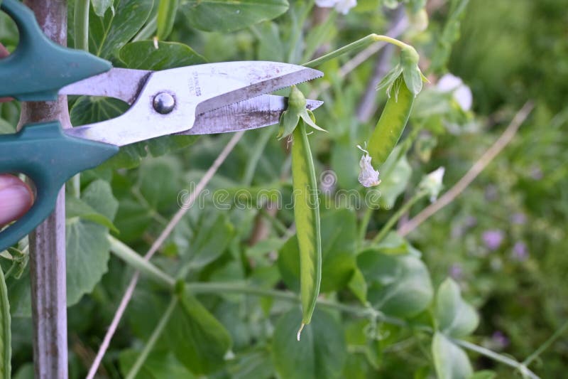 Peas Cultivation and Harvesting Work. Stock Image Image of peas