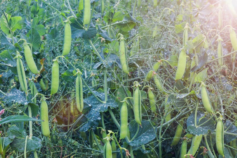 Peas at the field stock photo. Image of green, beautiful 99974314